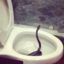 “Don’t Forget to Look Down” – Brett Eldredge Finds a Snake in His Toilet